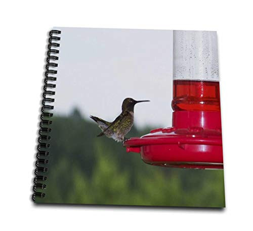 3dRose db_14198_2 Hummingbird on Feeder 2-Memory Book, 12 by 12-Inch