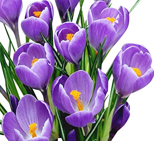 10 Purple Crocus   Large Spring Blooming  Crocus Remembrance  Corms Bulbs