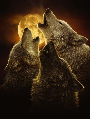 SunsOut Wolf trinity 500 pc Jigsaw Puzzle