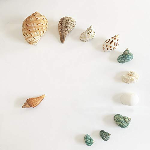 Luckybaby Shell Hermit Crab Shells Turbo Seashell Natural Sea Conch  Large
