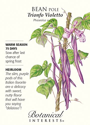 Trionfo Violetto Pole Bean Seeds   10 Grams
