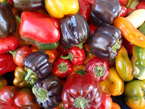 Sweet Pepper Seeds Assortment  6 Varieties  Over 300 Seeds  All Non GMO  Heirloom Varieties