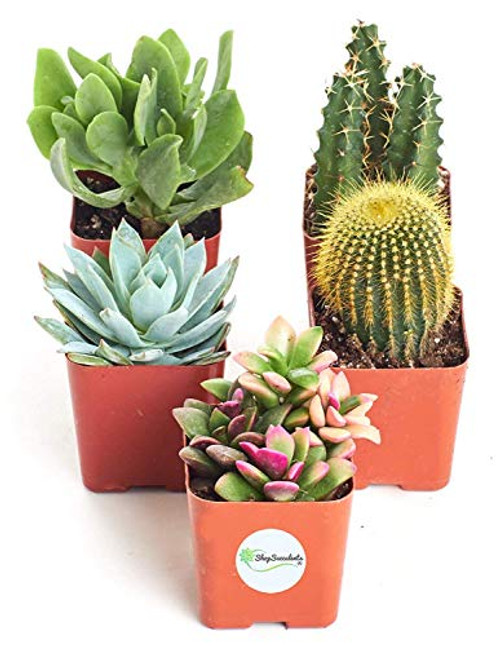 Shop Succulents   Assorted Live Plants  Hand Selected Variety Pack of Mini Succulents   Collection of 5 in 2 pots