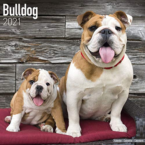 Bulldog Calendar 2021   Dog Breed Calendar   Wall Calendar 2020 2021