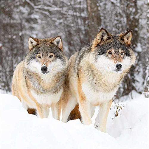 Wolves Calendar   Calendars 2020 2021 Wall Calendars   Animal Calendar   16 Month Wildlife Wall Calendar