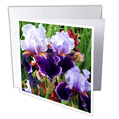 3dRose Purple Irises   Greeting Cards  6 x 6 inches  set of 12  gc 4121 2