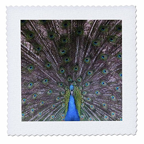 3dRose qs 11552 1 Peacock Showing Off His Feathers Quilt Square  10 by 10 Inch