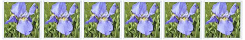 3dRose purple iris   Greeting Cards  6 x 6 inches  set of 6  gc 22659 1