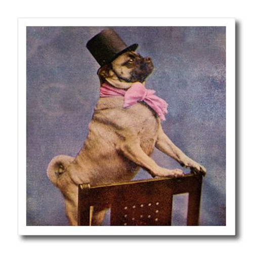 3dRose ht 6774 1 Pug in Top Hat Iron on Heat Transfer for White Material  8 by 8 Inch