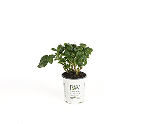 Let s Dance Rave Reblooming Hydrangea Macrophylla Live Shrub Purple or Pink Flowers 4 5 in Quart Let s Dance Rave Reblooming Hydrangea Macrophylla Live Shrub Purple or Pink Flowers 4 5 in Quart