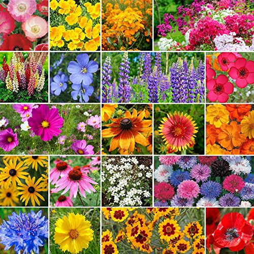 Burst of Bloom Annual   Perennial Wildflower Seed Mix   1 4 Pound  Mixed