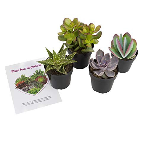 Altman Plants  Beloved Succulent Plants Collection  4 Pack  2 5  Potted Succulents Plants Live House Plants  Cactus Plants Live Indoor Plants Live Houseplants in Pots with Cacti and Succulent Soil