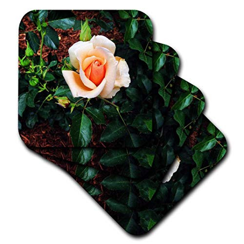 3dRose CST 202000 1 Peach Colored Rose Soft Coasters  Set of 4