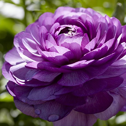 Van Zyverden Butter Cups Ranunculus Double Purple Set of 12 Bulbs