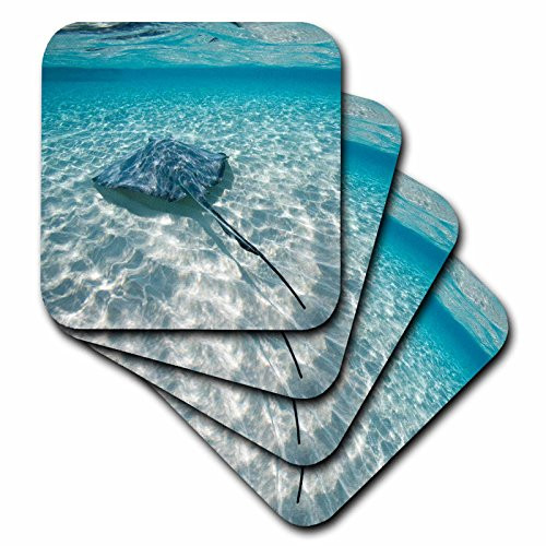 3dRose CST 73262 1 Cayman Islands  Southern Stingray in Caribbean Sea CA42 PSO0046 Paul Souders Soft Coasters  Set of 4