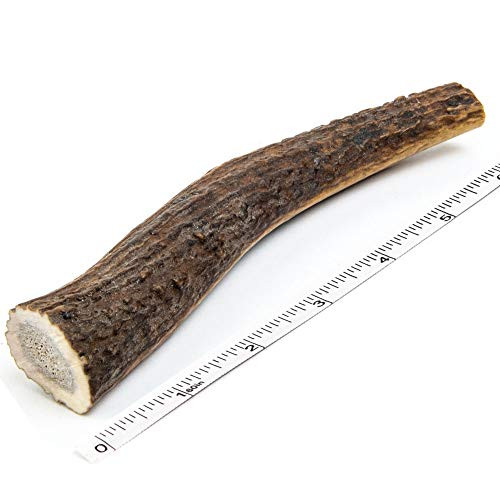 Devil Dog Pet Co Antler Dog Chew Premium Elk Antlers for Dogs Long Lasting Dog Bones for Aggressive Chewers No Mess No Odor Wild Shed in The USA Veteran Owned Medium Devil Dog Pet Co Antler Dog Chew Premium Elk Antlers for Dogs Long Lasting Dog Bones for Aggressive Chewers No Mess No Odor Wild Shed in The USA Veteran Owned Medium
