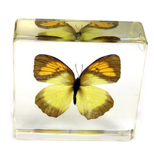 REALBUG Yellow Orange Tip Butterfly Paperweight 3x3x1