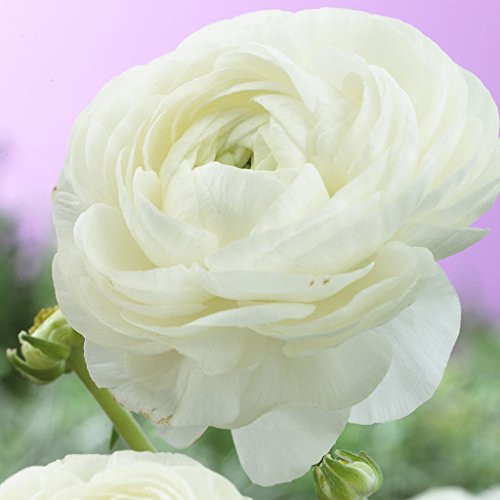 Van Zyverden Butter Cups Ranunculus Snowstorm Set of 25 Bulbs