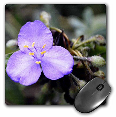 3dRose LLC 8 x 8 x 0 25 Inches Mouse Pad  Macros Spiderwort Small Purple Flower  mp 30614 1
