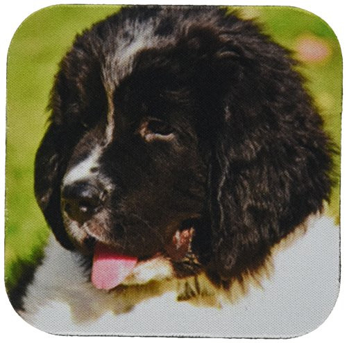 3dRose CST 93608 1 Oregon  Portland  Landseer Newfoundland Dog Puppy US38 BJA0526 Jaynes Gallery Soft Coasters  Set of 4