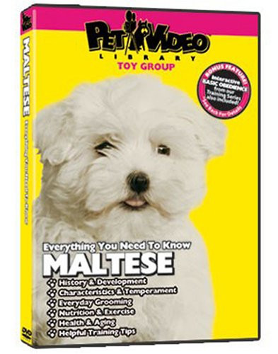 MALTESE DVD  Everything You Should Know     Dog   Puppy Training Bonus Included