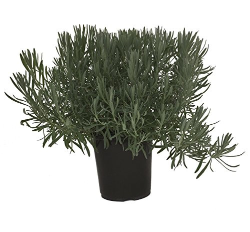 Premier Plant Solutions 15112 Provence Lavender Lavandula  19cm