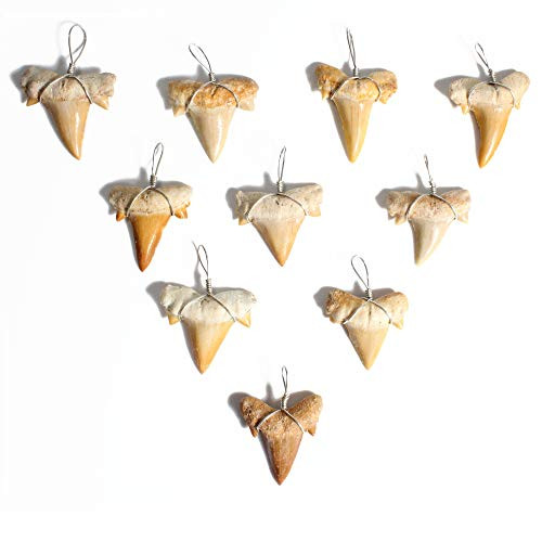 10 Wire Wrapped Fossilized Shark Teeth for Necklace Shark Tooth Necklace Charm Pendant 10 Wire Wrapped Fossilized Shark Teeth for Necklace Shark Tooth Necklace Charm Pendant
