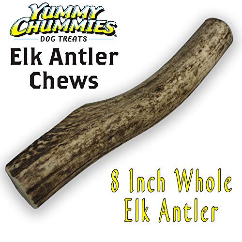 Yummy Chummies Elk Antler Chews 8 Inch Whole 100 Elk Antler Dog Chews