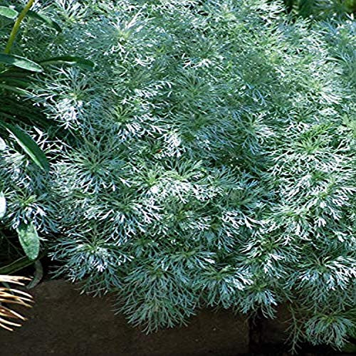 Perennial Farm Marketplace Artemisia s   Silver Mound  Perennial  1 Quart  Silvery White Foliage