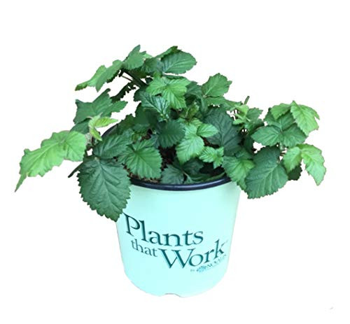 Plants That Work In the Kitchen 18651 Triple Crown BlackBerry Rubus  19cm  Green