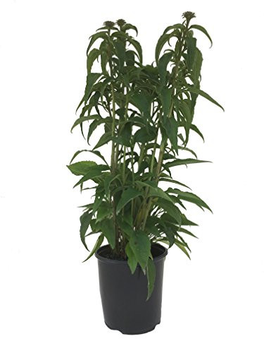 Purple Coneflower   Echinacea Purpurea Magnus   19cm