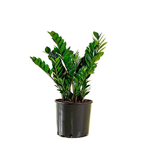 AMERICAN PLANT EXCHANGE ZZ Zanzibar Gem Live Plant 6 Inch Pot Air Purifier!