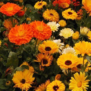 Outsidepride Calendula Officinalis Fower Seed Mix - 1 LB