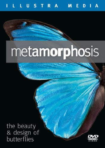 Metamorphosis  The Beauty and Design of Butterflies