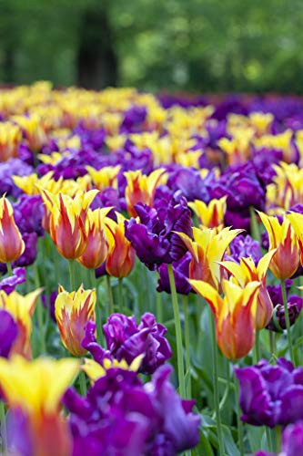 Van Zyverden 87025 Tulips Carnival Blend Set of 15 Bulbs  12 cm    Purple and White