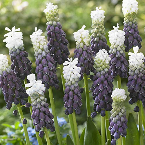 Van Zyverden 87073 Hyacinths Grape Ice Set of 18 Dormant Flower Bulbs Purple Van Zyverden 87073 Hyacinths Grape Ice Set of 18 Dormant Flower Bulbs Purple
