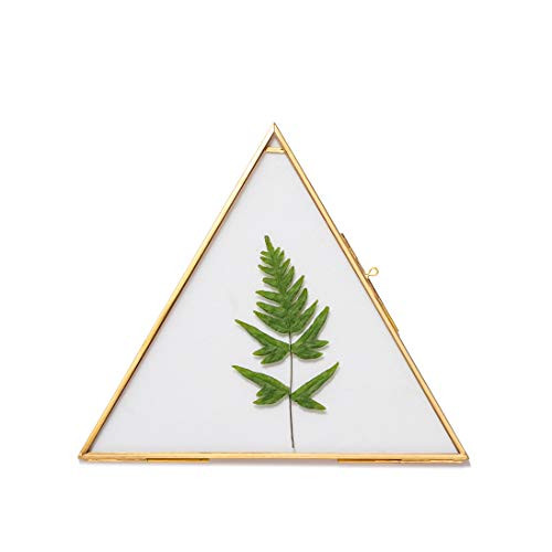 NCYP Large Hanging Triangle Herbarium Brass Glass Frame for Pressed Flowers  Dried Flowers  Poster  Double Glass  Floating Frame Style  Glass Frame only