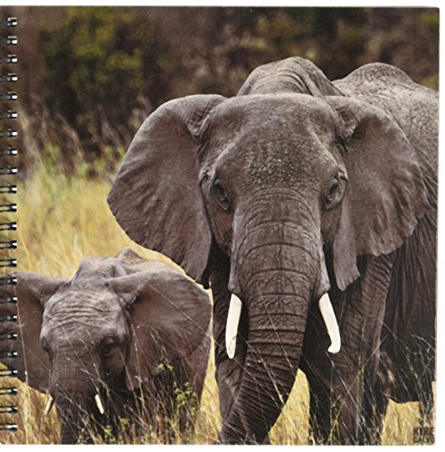 3dRose db_9896_1 African Elephant, Loxodonta Africana, Masai Mara National Park Kenya Africa 2-Drawing Book, 8 by 8-Inch