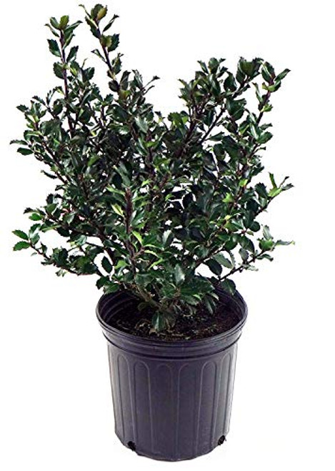 Ilex X meserveae  Blue Prince   Blue Holly  Evergreen  2   Size Container