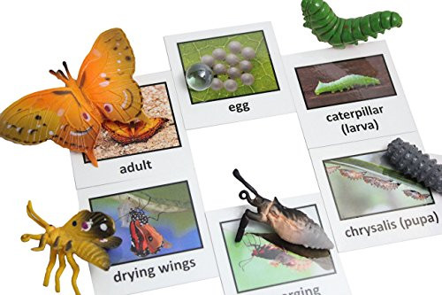 Montessori Butterfly Life Cycle Animal Match Cards and Figurines. Nomenclature Science Work Teaching Montessori Butterfly Life Cycle Animal Match Cards and Figurines. Nomenclature Science Work Teaching