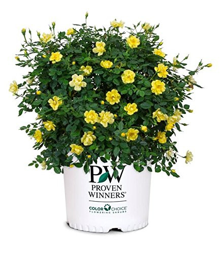 Proven Winners   Rosa OSO EASY Lemon Zest  Rose  Rose  yellow flowers  2   Size Container