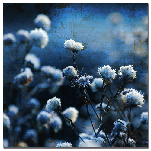 Trademark Fine Art Blue Bokey Philippe Sainte-Laudy by Philippe Sainte-Laudy Canvas Wall Art, 24x24-Inch