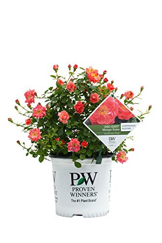 Proven Winners   Rosa OSO EASY Mango Salsa  Rose  Rose  salmon coral  2   Size Container