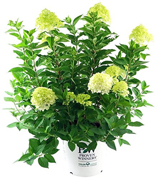 Proven Winners   Hydrangea pan   Limelight   Panicle Hydrangea  Shrub  white lime to pink flowers  2   Size Container