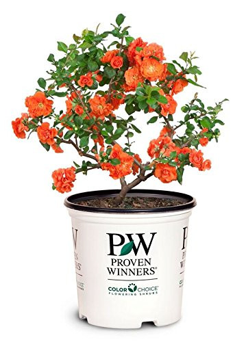 Proven Winners   Chaenomeles Double Take Orange  Quince  Shrub  orange flowers  2   Size Container