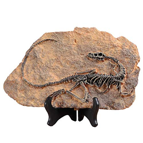 XINDAM Resin Dinosaur Fossil Statue Model Simulated Skeleton Home Office Display Decorative Craft Box Decoration Style 1 XINDAM Resin Dinosaur Fossil Statue Model Simulated Skeleton Home Office Display Decorative Craft Box Decoration Style 1