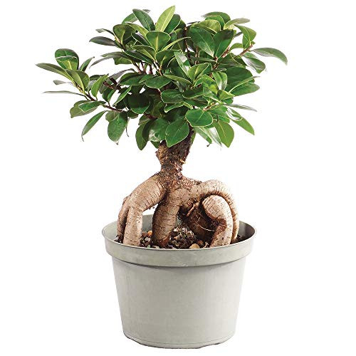 Brussel s Bonsai Live Gensing Grafted Ficus Indoor Bonsai Tree   6 Years Old 8  to 12  Tall with Plastic Grower Pot  Medium