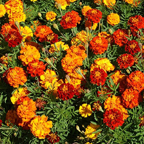 Outsidepride Marigold Flower Seed Mix   1 LB