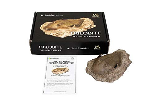 Smithsonian Trilobite in Sandstone Full Scale Resin Fossil Replica