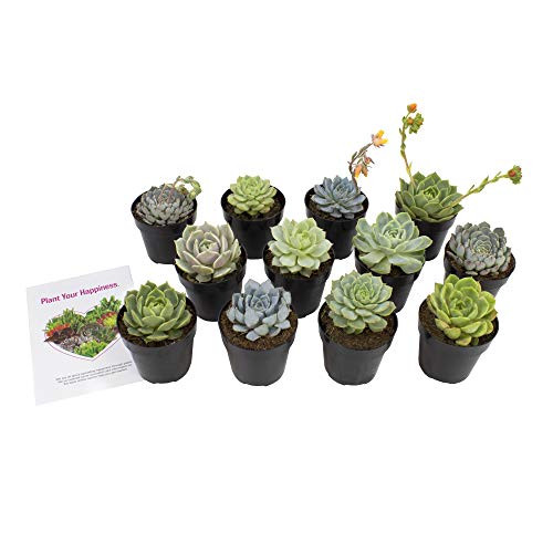 Altman Plants  Echeveria Succulents Live Plants  12 Pack  Assorted 2 5  Potted Succulents Plants Live House Plants in Cacti and Succulent Soil  Wedding Party Favors Cactus Plants Live Indoor Plants